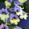 Streptocarpus 'Harlequin Blue' -Perfect Greenery strep2