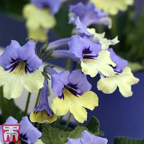 Streptocarpus 'Harlequin Blue' 3 Streptocarpus 'Harlequin Blue'