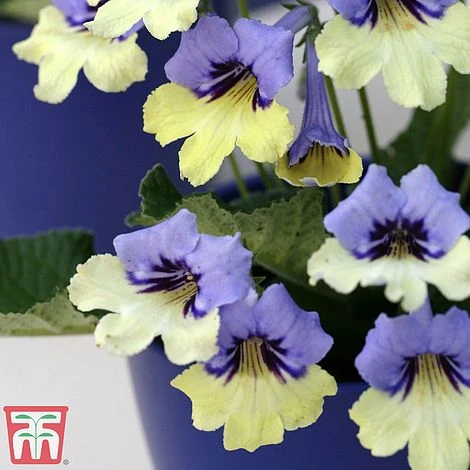 Streptocarpus 'Harlequin Blue' 4 Streptocarpus 'Harlequin Blue' - Image 2