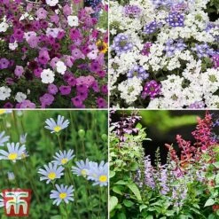 Nurseryman's Choice Container Mix -Perfect Greenery sumbed4