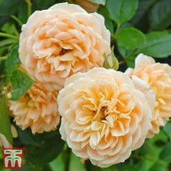 Rose 'Sweetie' (Patio Rose Standard) 12 Rose 'Sweetie' (Patio Rose Standard) -Perfect Greenery sweet31