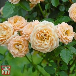 Rose 'Sweetie' (Patio Rose Standard) 13 Rose 'Sweetie' (Patio Rose Standard) -Perfect Greenery sweet4