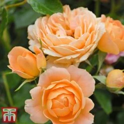 Rose 'Sweetie' (Patio Rose Standard) 14 Rose 'Sweetie' (Patio Rose Standard) -Perfect Greenery sweet5