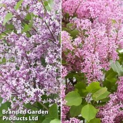 Syringa Flowerfesta® Duo -Perfect Greenery syri duo