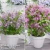 Syringa Flowerfesta® Duo -Perfect Greenery syri duo2