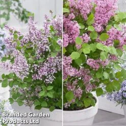 Syringa Flowerfesta® Duo -Perfect Greenery syri duo3