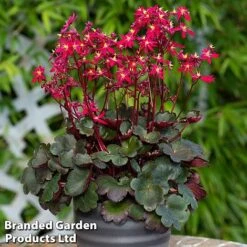 Saxifraga Dancing Pixies Duo -Perfect Greenery tally