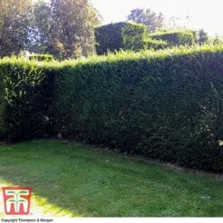 Taxus Baccata 14 Taxus Baccata -Perfect Greenery taxu baca