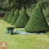 Taxus Baccata -Perfect Greenery taxu baca2