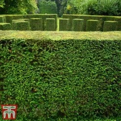 Taxus Baccata 12 Taxus Baccata -Perfect Greenery taxu baca4