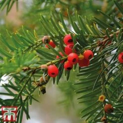 Taxus Baccata 13 Taxus Baccata -Perfect Greenery taxu baca5