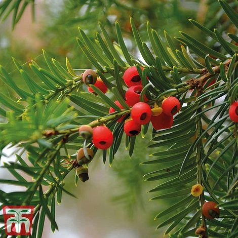 Taxus Baccata 6 Taxus Baccata - Image 4