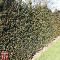 Taxus Baccata 16 Taxus Baccata -Perfect Greenery taxu baca6