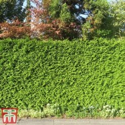 Thuja Occidentalis 'Brabant' 15 Thuja Occidentalis 'Brabant' -Perfect Greenery thujab