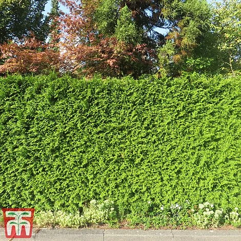 Thuja Occidentalis 'Brabant' 8 Thuja Occidentalis 'Brabant' - Image 6