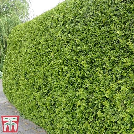 Thuja Occidentalis 'Brabant' 6 Thuja Occidentalis 'Brabant' - Image 4