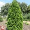 Thuja Occidentalis 'Brabant' -Perfect Greenery thujae
