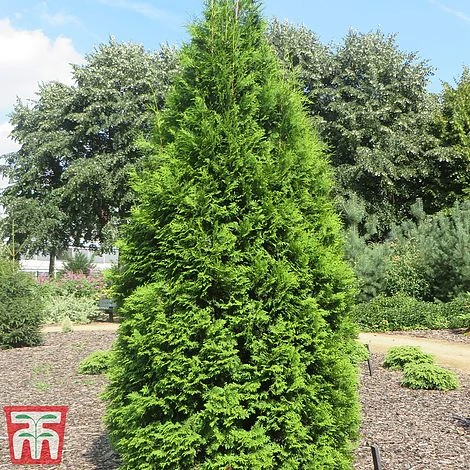 Thuja Occidentalis 'Brabant' 3 Thuja Occidentalis 'Brabant'