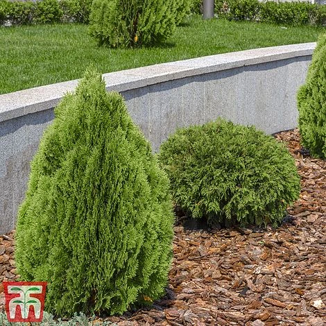 Thuja Occidentalis 'Brabant' 5 Thuja Occidentalis 'Brabant' - Image 3