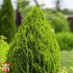 Thuja Occidentalis 'Brabant' 16 Thuja Occidentalis 'Brabant' -Perfect Greenery thujah