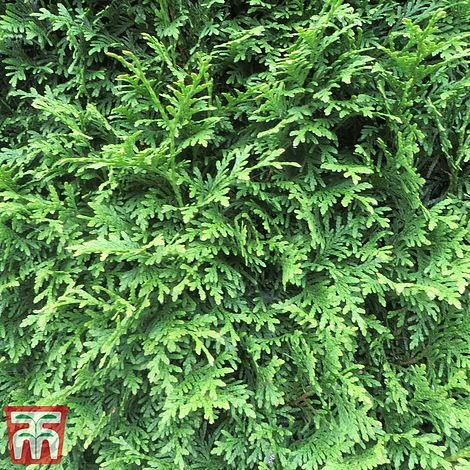 Thuja Occidentalis 'Brabant' 10 Thuja Occidentalis 'Brabant' - Image 8