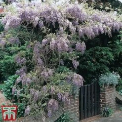 Wisteria Sinensis -Perfect Greenery tmw