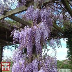 Wisteria Sinensis -Perfect Greenery tmw2