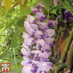 Wisteria Sinensis -Perfect Greenery tmw3