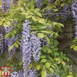 Wisteria Sinensis -Perfect Greenery tmw6