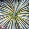 Cordyline Australis 'Torbay Dazzler' -Perfect Greenery torbay