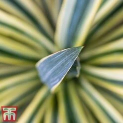 Cordyline Australis 'Torbay Dazzler' -Perfect Greenery torbay 2