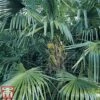 Trachycarpus Fortunei -Perfect Greenery trac