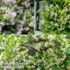 Trachelospermum Trio -Perfect Greenery trac trio