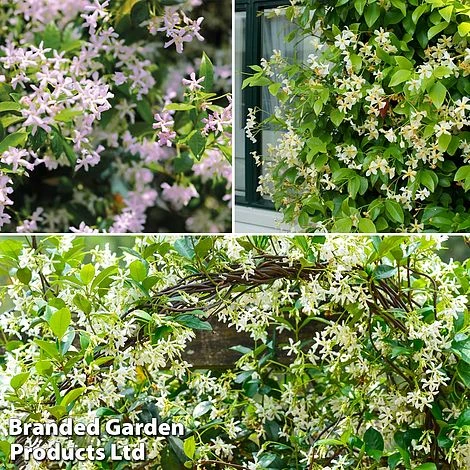 Trachelospermum Trio 3 Trachelospermum Trio