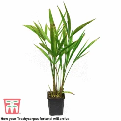 Trachycarpus Fortunei -Perfect Greenery trach 2