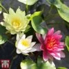 Water Lily Trio With A Pond Basket -Perfect Greenery trio5