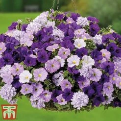 True Beauty Colour Themed Collection