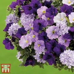 True Beauty Colour Themed Collection -Perfect Greenery truebeauty3