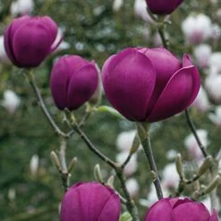 Magnolia 'Black Tulip' -Perfect Greenery tulip3