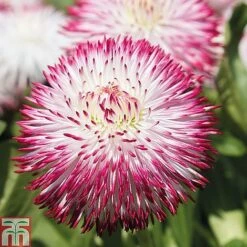 Ultimate Winter Bedding Collection 10 Ultimate Winter Bedding Collection -Perfect Greenery ult col WKC1594 C1