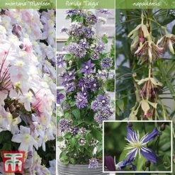 Clematis All Season Climbing Collection -Perfect Greenery upgrade