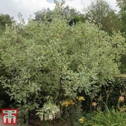 Cornus Controversa 'Variegata' -Perfect Greenery var2