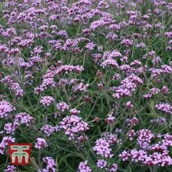 Verbena Bonariensis 'Lollipop' -Perfect Greenery verbena bo lollipop 1 Sup