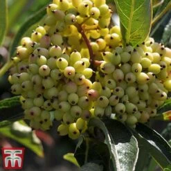 Viburnum Nudum 'Brandywine' -Perfect Greenery vibu brand