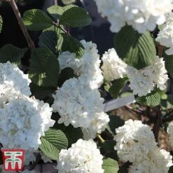 Viburnum Plicatum F. Tomentosum -Perfect Greenery vibu grann