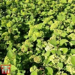 Viburnum Plicatum F. Tomentosum -Perfect Greenery vibu granno