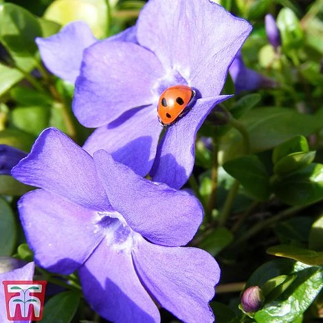 Vinca Minor 'Illumination' 4 Vinca Minor 'Illumination' - Image 2
