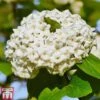 Viburnum X Carlcephalum -Perfect Greenery virb t79114 A