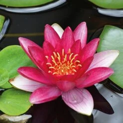 Water Lily Red With Pond Basket -Perfect Greenery water red NOW1