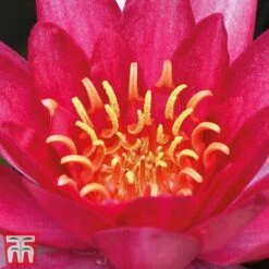 Water Lily Red With Pond Basket -Perfect Greenery water red21